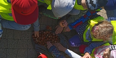 Powiększ grafikę: Przedszkolaki pokazjują ile zebrały kasztanów