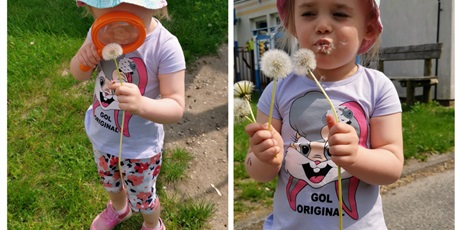 Powiększ grafikę: Amelka ogląda przez lupę dmuchawca, a potem zdmuchuje nasionka
