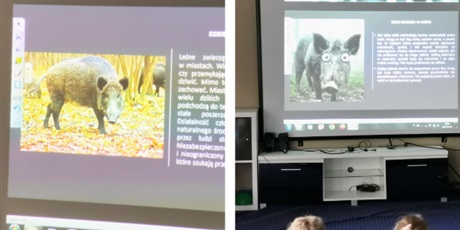 Powiększ grafikę: Straż Miejska - lekcja edukacyjna - spotkanie z dziką zwierzyną